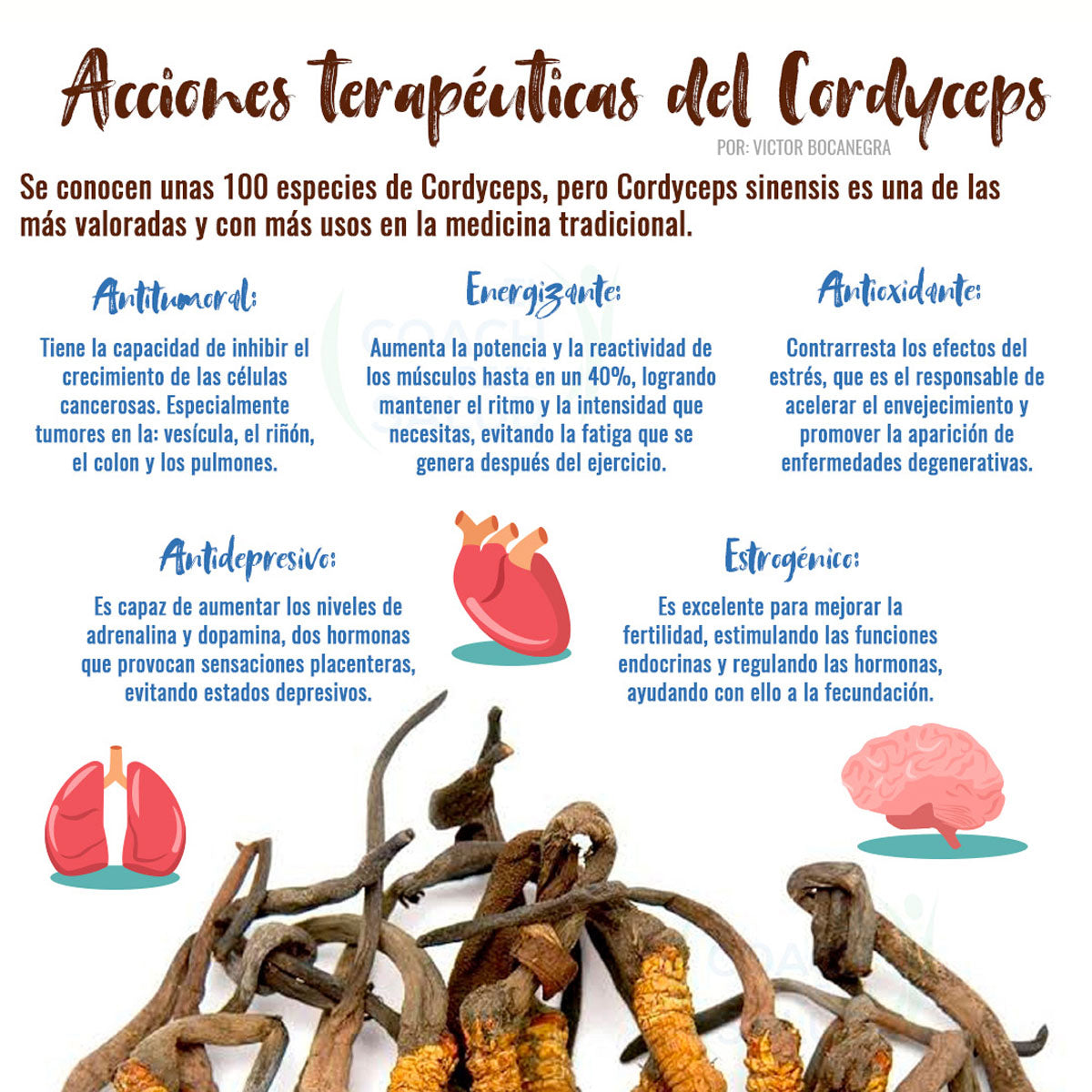Hongos Boticaté cordyceps melena de leon cola pavo 120 cap