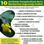 Berberina Orgánica Agracejo Indio 120 Cápsulas 450 mg