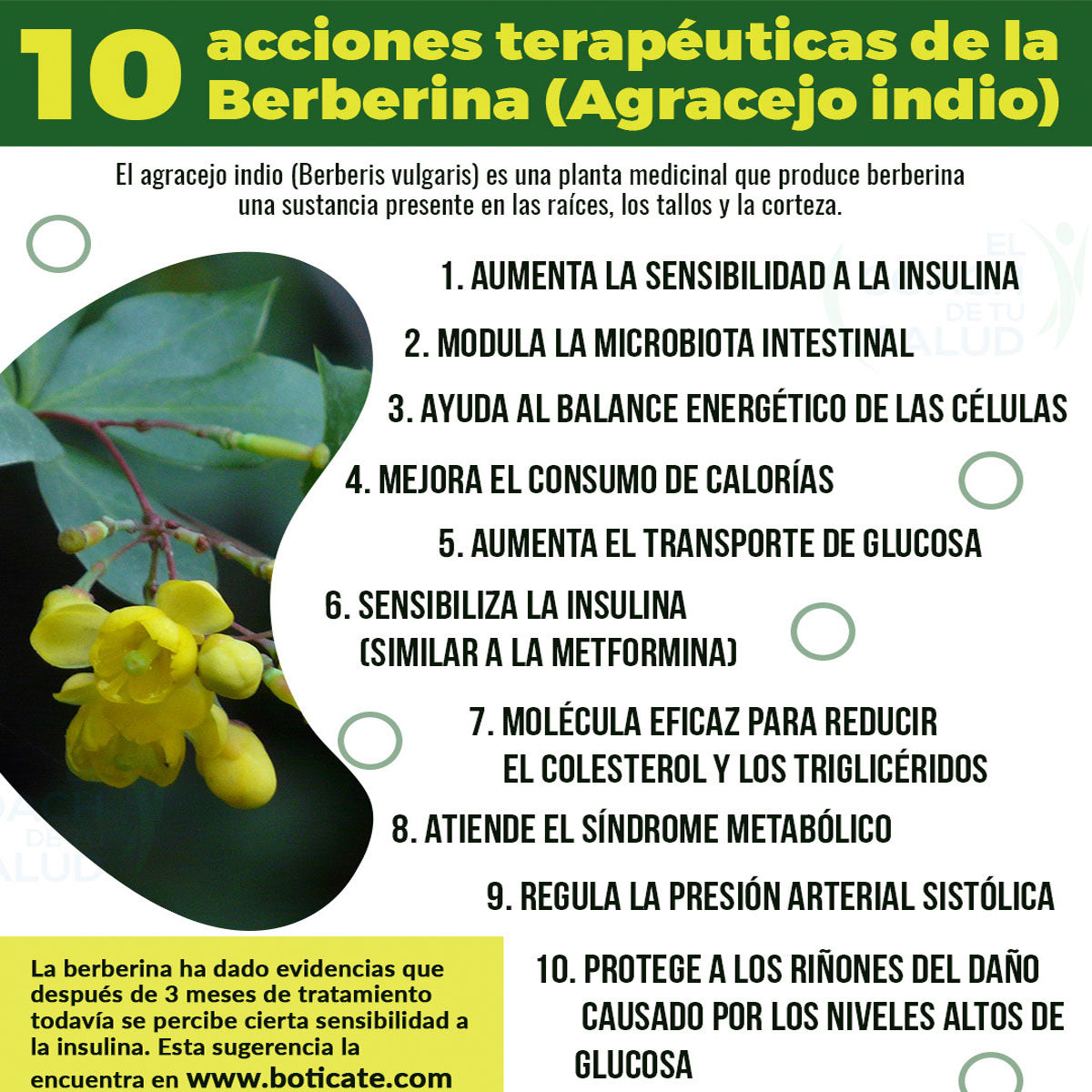 Berberina Orgánica Agracejo Indio 120 Cápsulas 450 mg