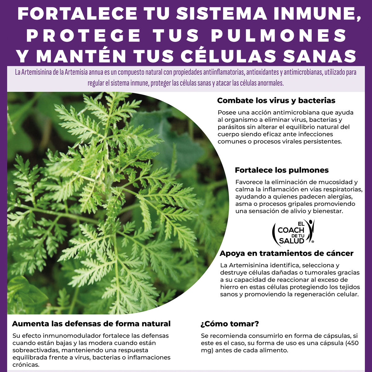 Artemisinina orgánica Artemisia annua 120 cápsulas moto
